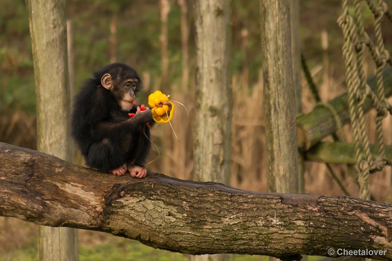_DSC1531.JPG - Een jonge Chimpansee aan het Kerstdiner